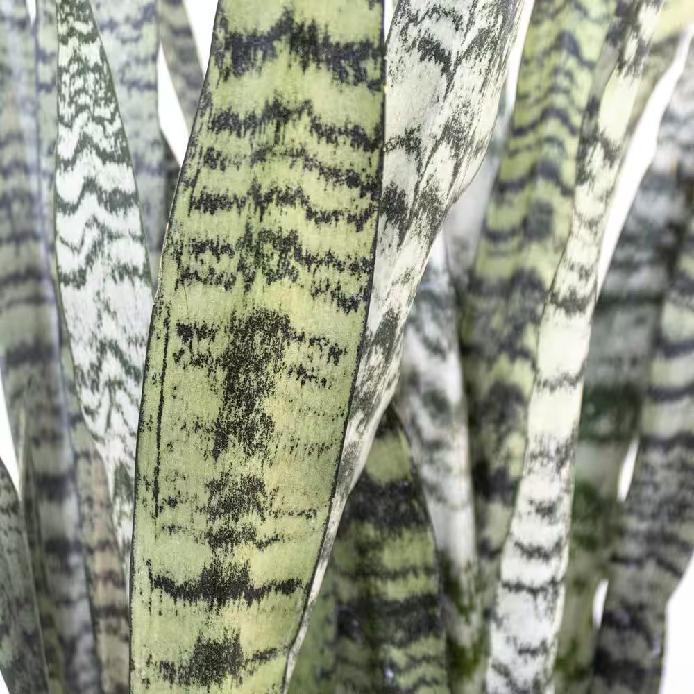 Live Snake Plant Sansievieria Zeylanica in 9.25 Grower Pot