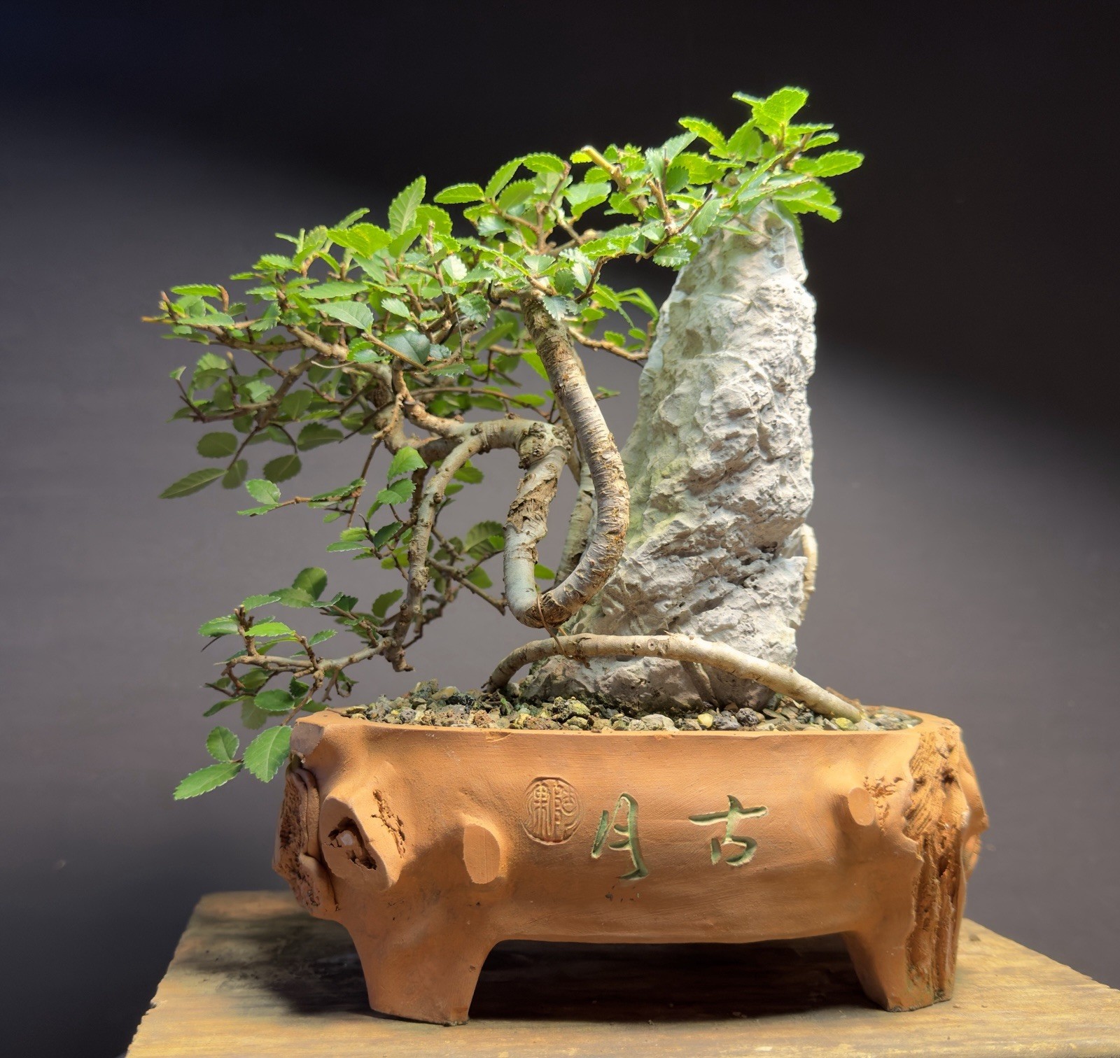 Bonsai Tree Dragon Style Chinese Elm root over rock 9.5” tall Chinese Pot