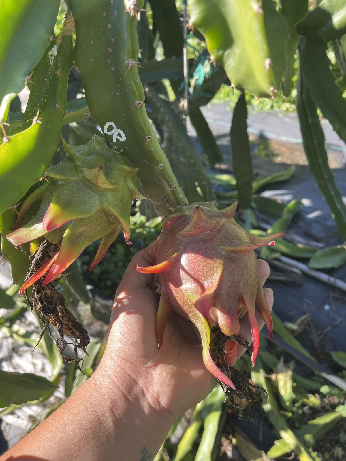 Mature cuttings of “STELLAR CLOUD” 14-18 inch long!