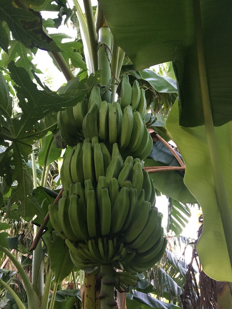 Banana Plant, Orinoco Banana, ‘Musa accuminata’