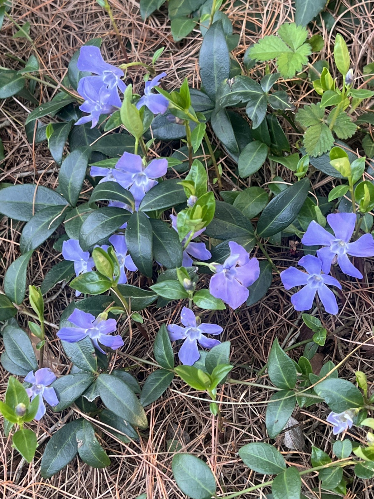 35 Creeping Myrtle Periwinkle Vinca Vines Flowering Plants Ground Cover, SHADE