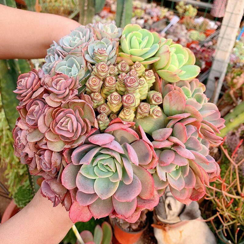 Assorted Succulent Cuttings, Clippings With 10 varieties plants for Garden Decor