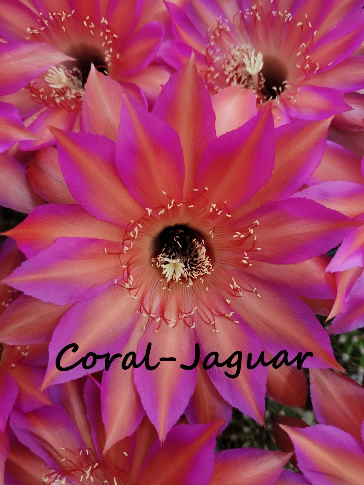 Raul Wallenberg Echinopsis German Hybrid Schick Cactus Rooted Plant – Succulent