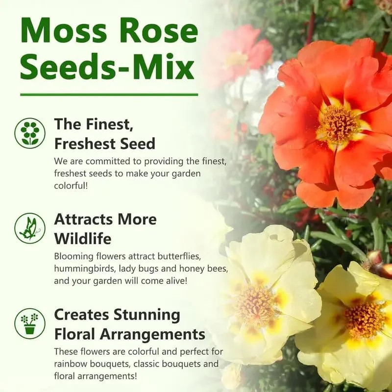 20,000+ Moss Rose Seeds (Portulaca Grandiflora) – Mixed Color Perennial Ground C