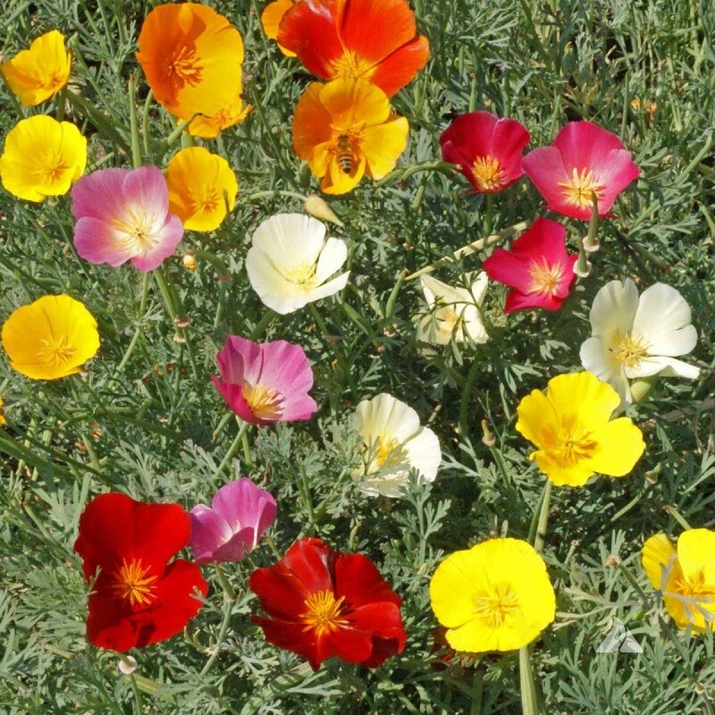 California Poppy Seed Mix, 250 Seeds, Buy 2 Get 1 FREE, Colorful, FREE SHIP
