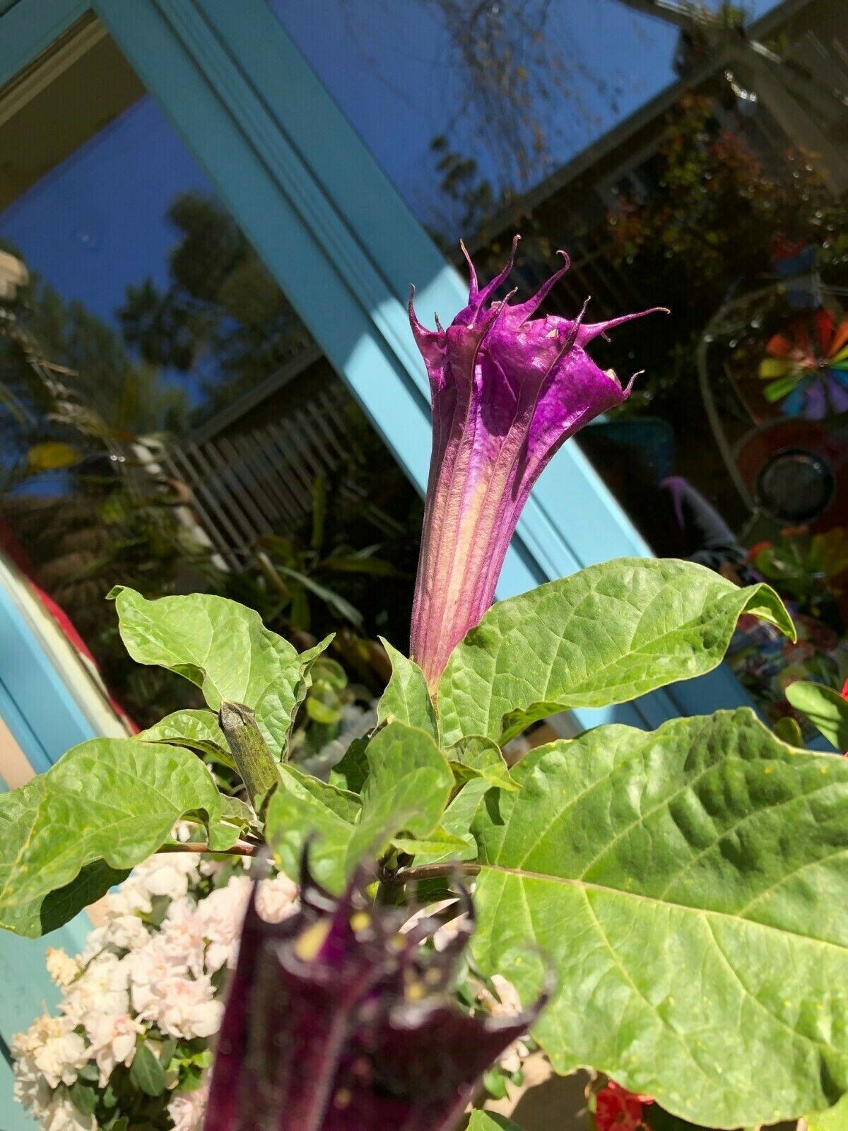 PURPLE DATURA FLOWER 4″ POT