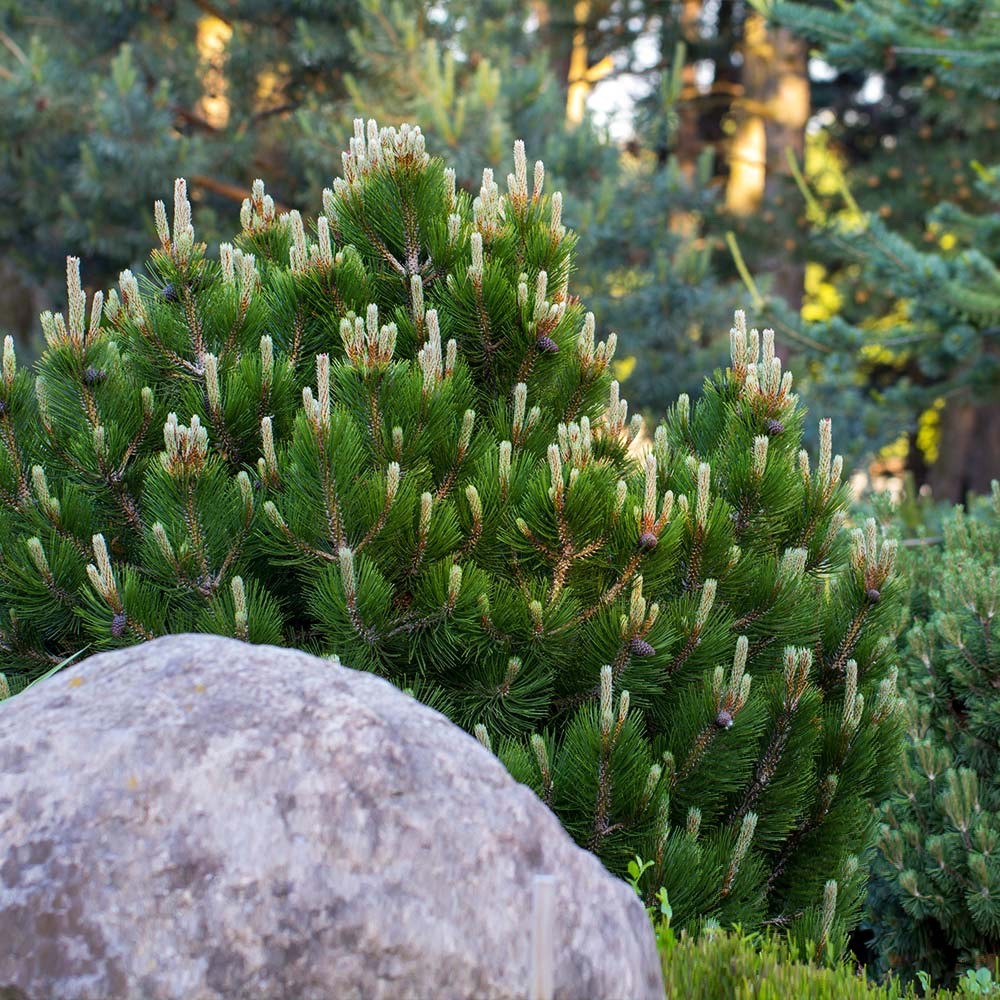 1 Dwarf Mugo Pine Pinus mugo pumilio Starter Plant Bare Root