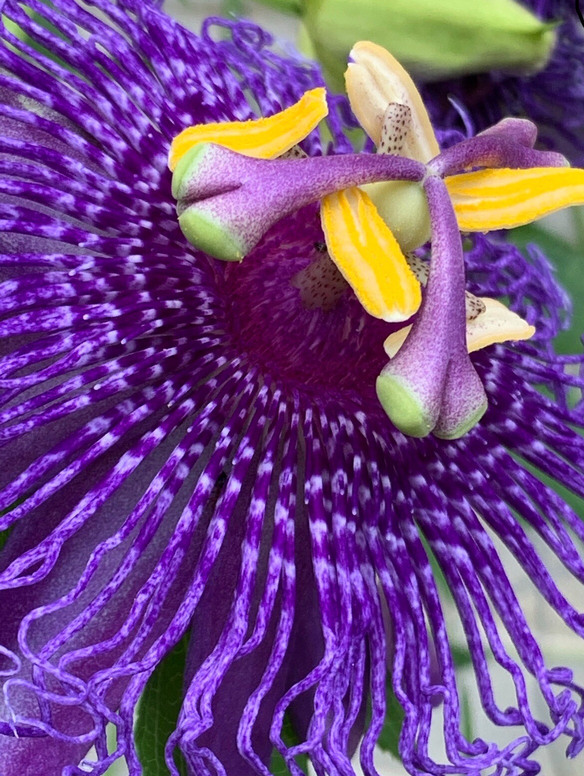 25 Passion Flower Seeds Passion fruit Lilikoi Floral Vines Edible Plants Easy