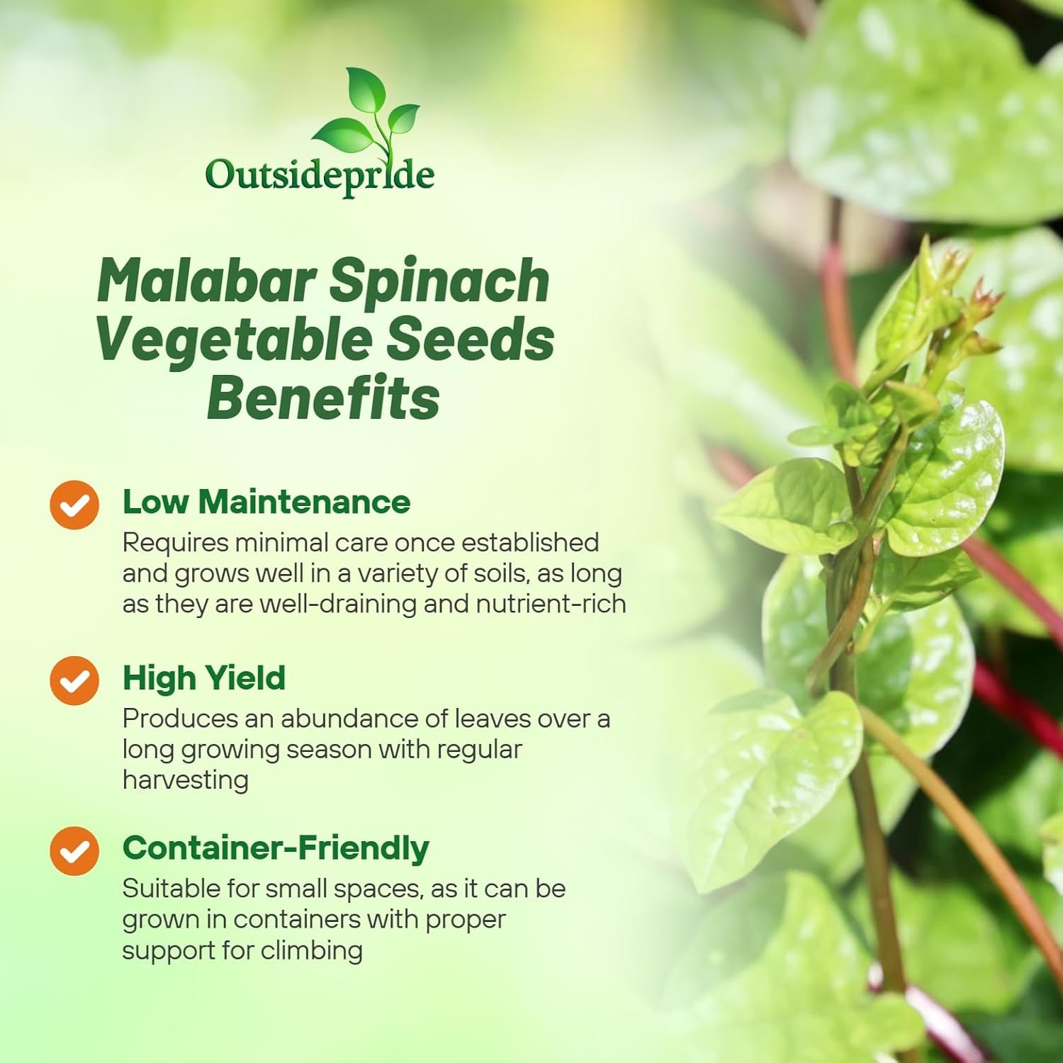 100 Seeds Malabar Spinach Seeds For Planting – Climbing Spinach Vegetable Seed