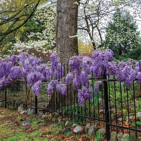 Curated Japanese Wisteria Seeds (5 Pack) – Stunning Purple Flower Vine
