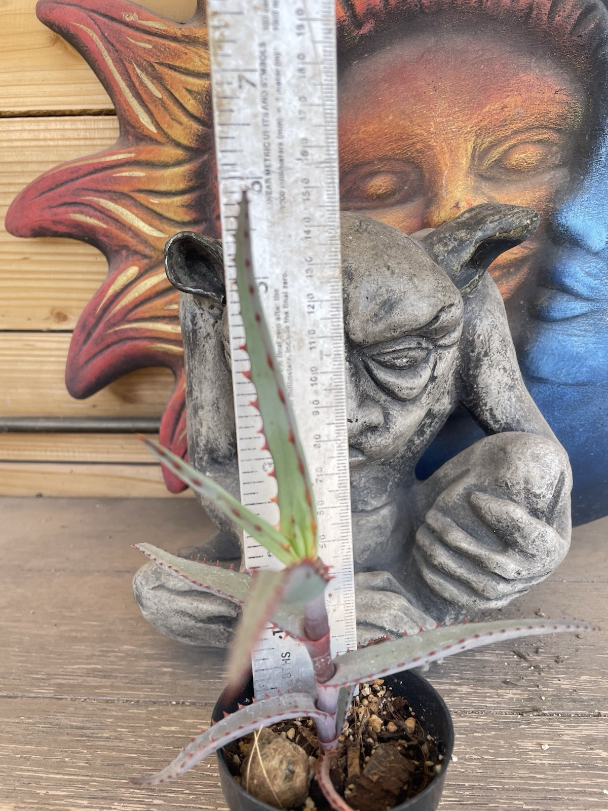 Aloe DIVARICATA — “Mr. Toothy” rare aloe seedling — SEED GROWN!!