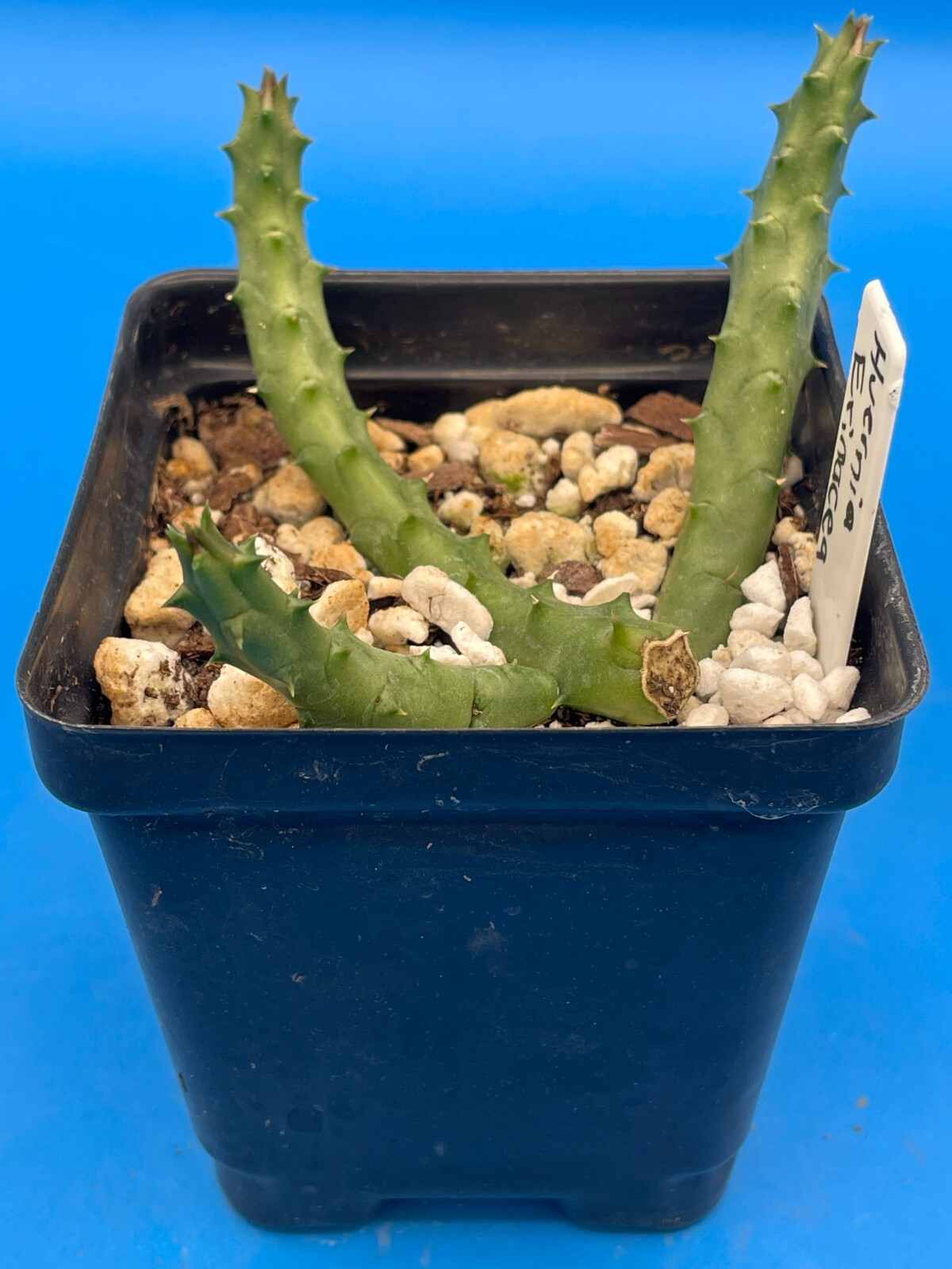 Huernia Erinacea ROOTED And Growing In 3.5″ Pot