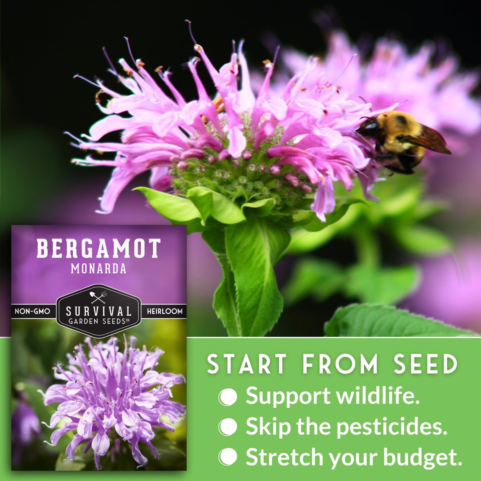 Bee Balm Seeds for Planting – Wild Bergamot (Monarda Fistulosa) Pink
