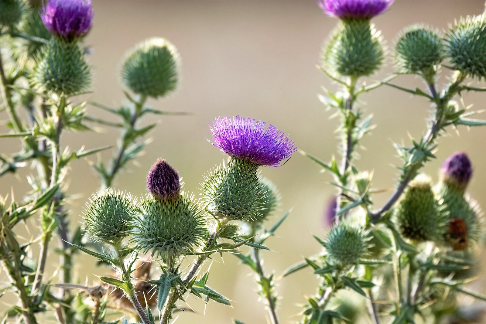 100 ORGANIC Blessed MILK THISTLE Silybum Marianum Hummingbird Purple Flower Seed