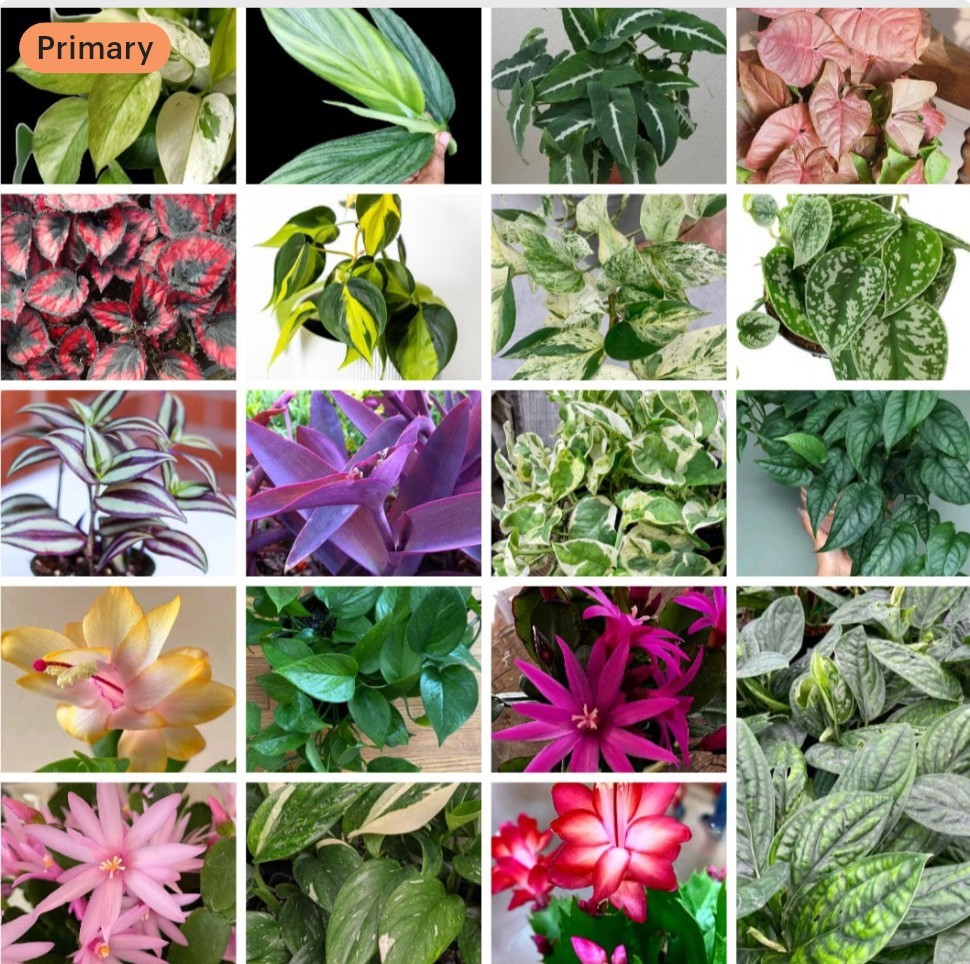 20++ Cuttings Mix Surprise Box From 10 Different Variety Read Desc
