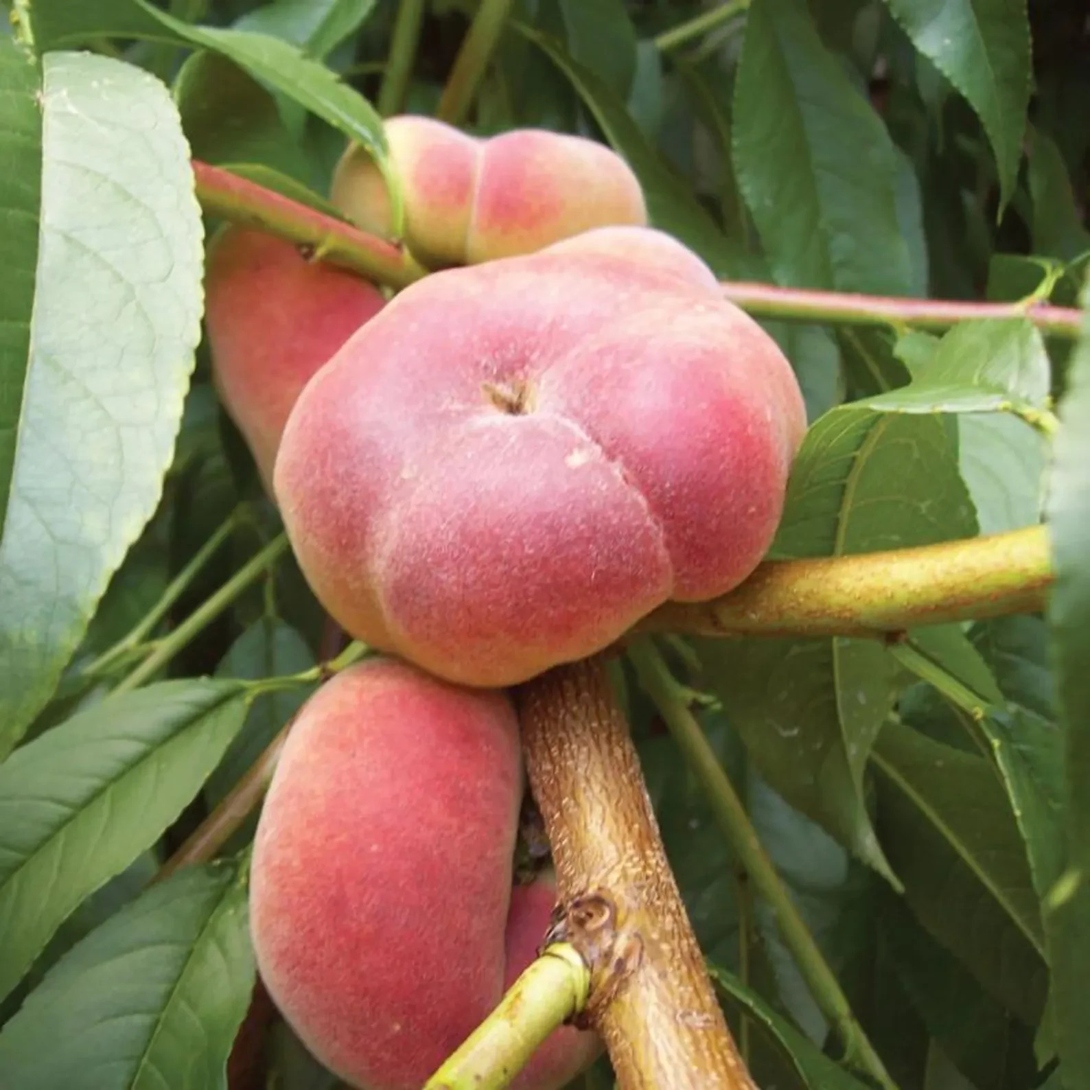 3 Rare Sweet BIG Galaxy PEACH cuttings for rooting or grafting