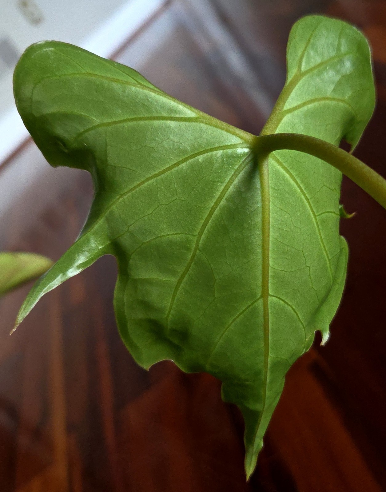 Rare XL Anthurium Pedatoradiatum X Clarinervium 24″ Tall Not Philodendron