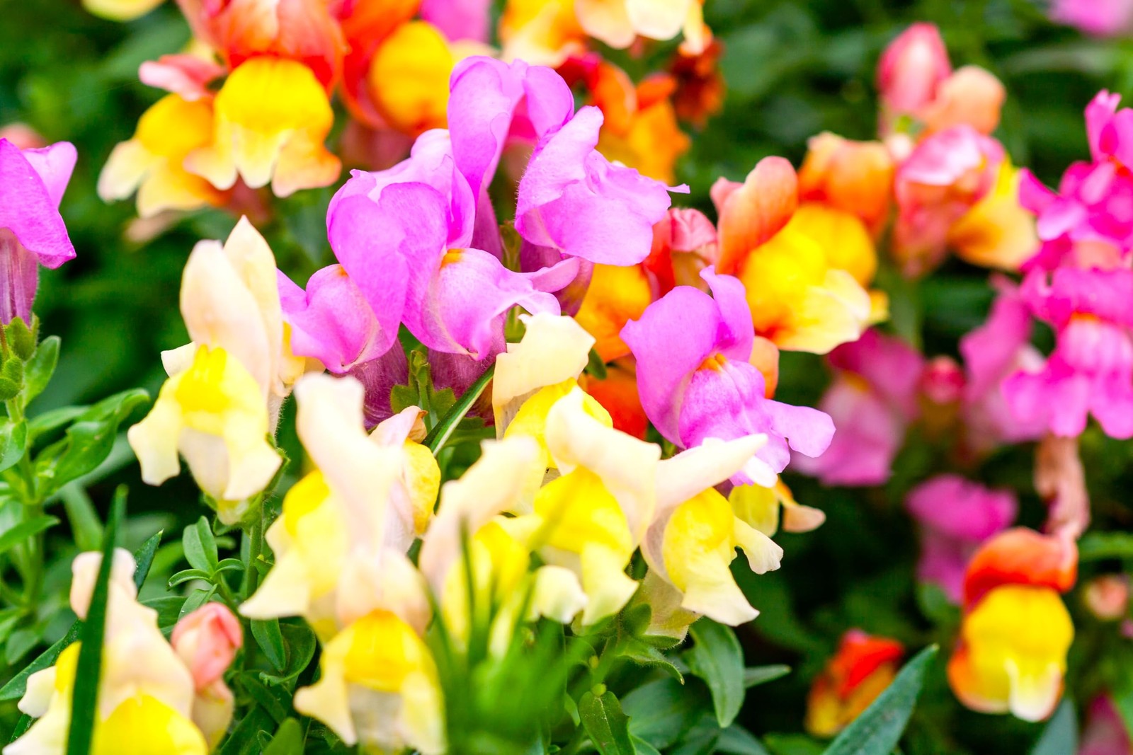 Dwarf Snapdragon Seed Mix 1000+ Multicolor Seeds for Compact Gardens