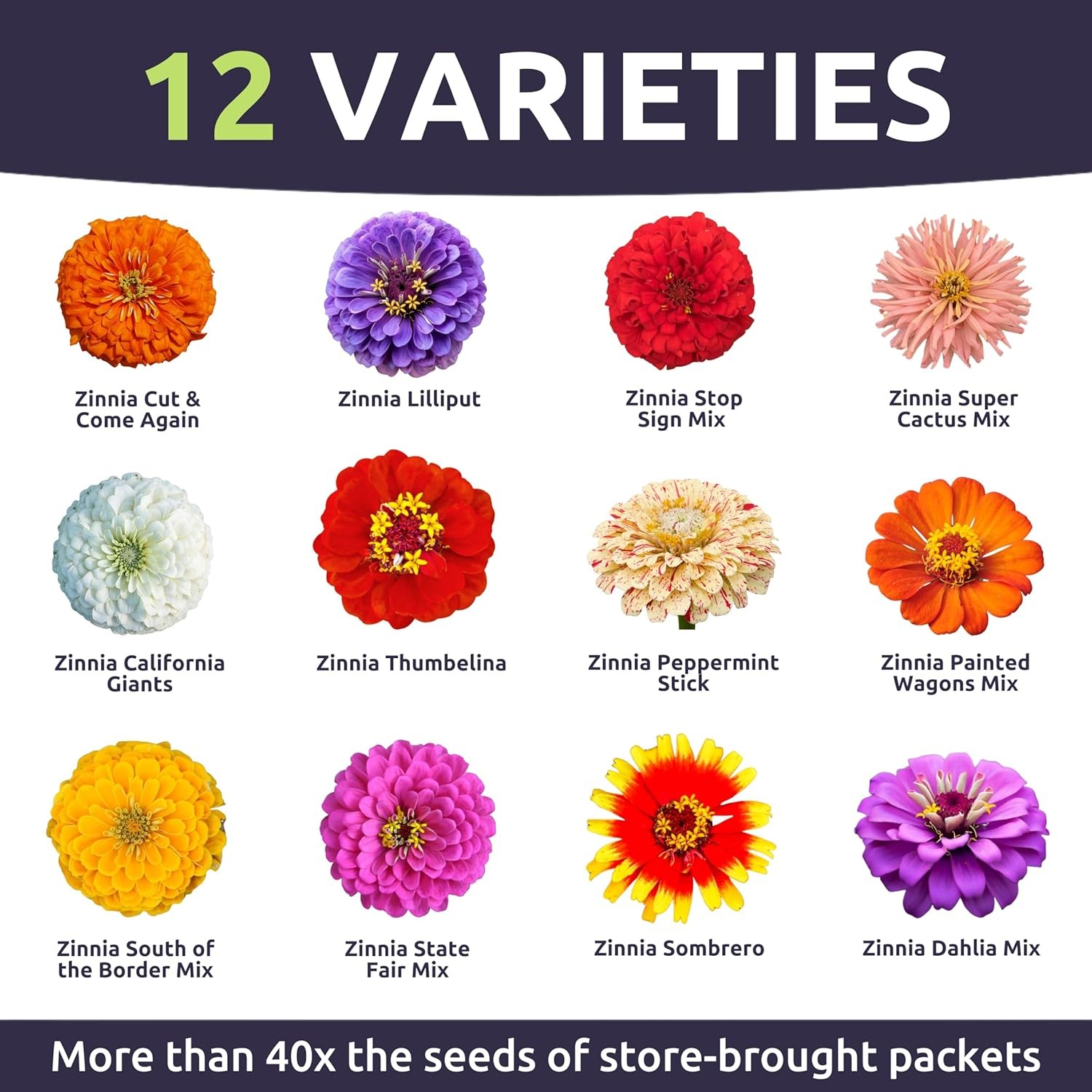 Zinnia Crazy Blend – Bulk 1/4 Pound Pouch – 15000 Flower Seeds for Planting