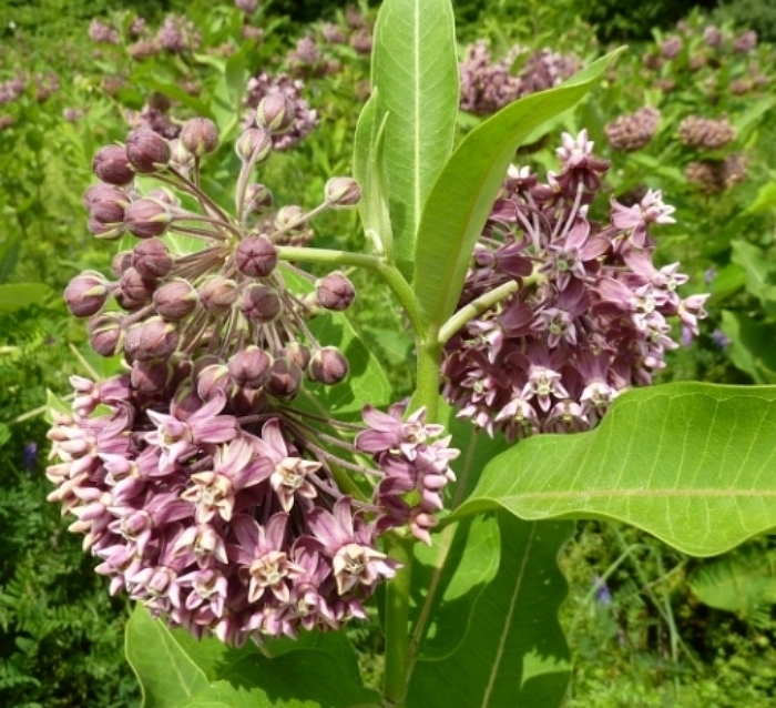 Common Milkweed Seeds 4 oz 1/4 pound Asclepias syriaca native wildflower monarch