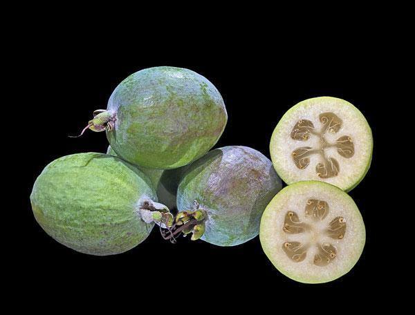 Feijoa sellowiana | Feijoa | Pineapple Guava | Guavasteen | 10 Seeds