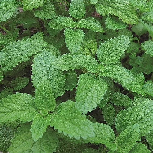 150 LEMON BALM HERB SEEDS ~ heirloomseedguy ~ 2026 ~ NON-GMO