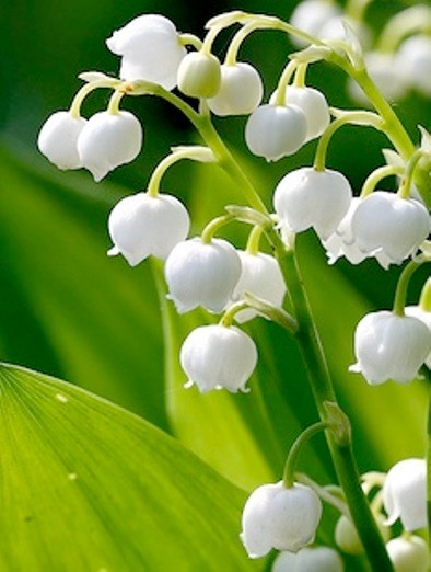Lily of the Valley 15+ pips, White, FRAGRANT, Hardy Perennial But 2 Get 1 FREE
