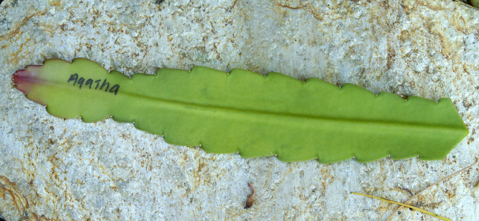 1 Agatha Epiphyllum Orchid Cactus Cutting 8-10 inches long