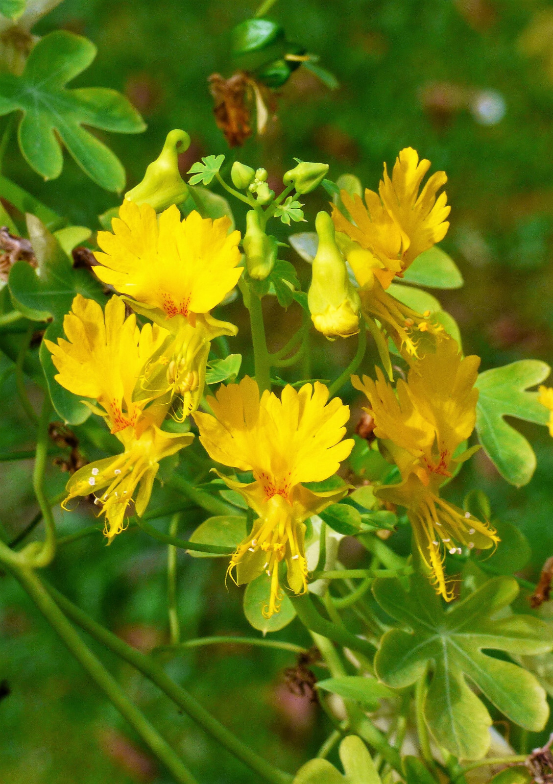 10 CANARY CREEPER NASTURTIUM Vine Tropaeolum Peregrinum Yellow Bird Flower Seeds