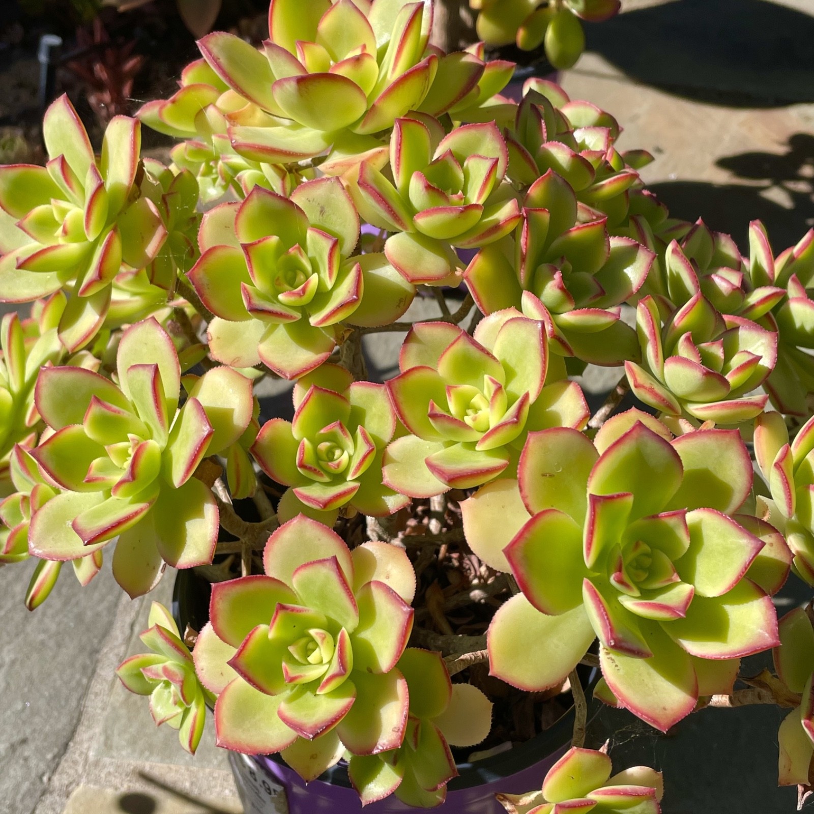 Rare Aeonium Kiwi Variegated Succulent Live Plant Unrooted Cutting 2-3 Inches
