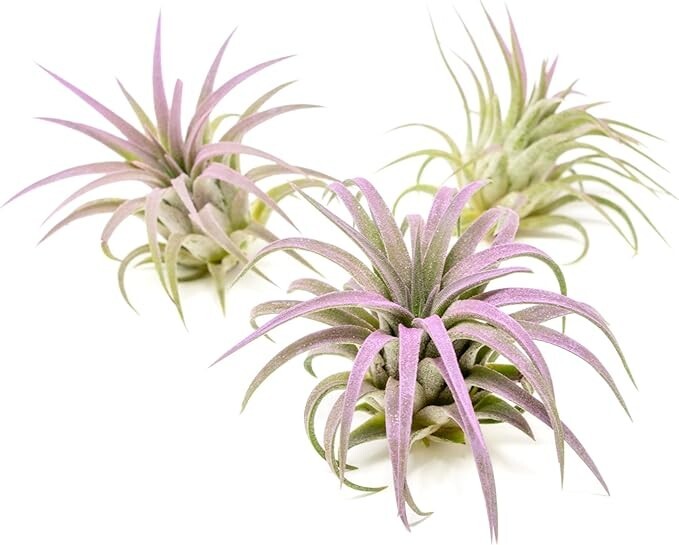 Lavender Tillandsia Air Plants – Color Enhanced Easy Care Indoor/Outdoor Decor