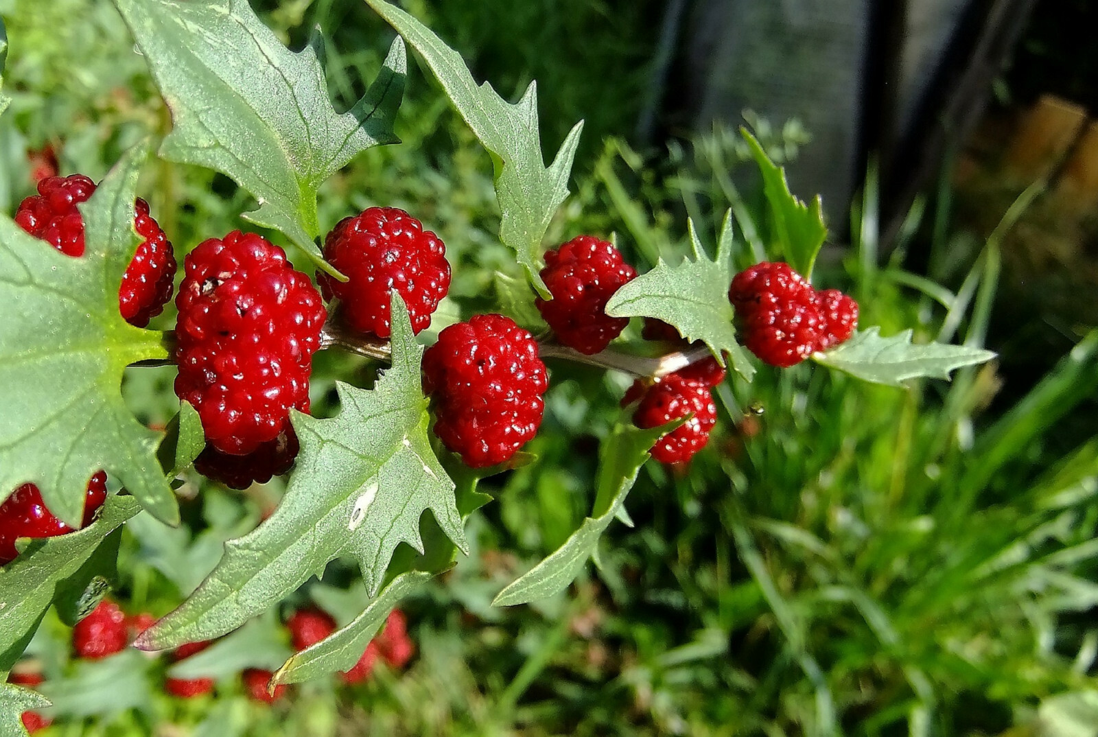 150 Strawberry Spinach Stick Seeds (Chenopodium Foliosum)
