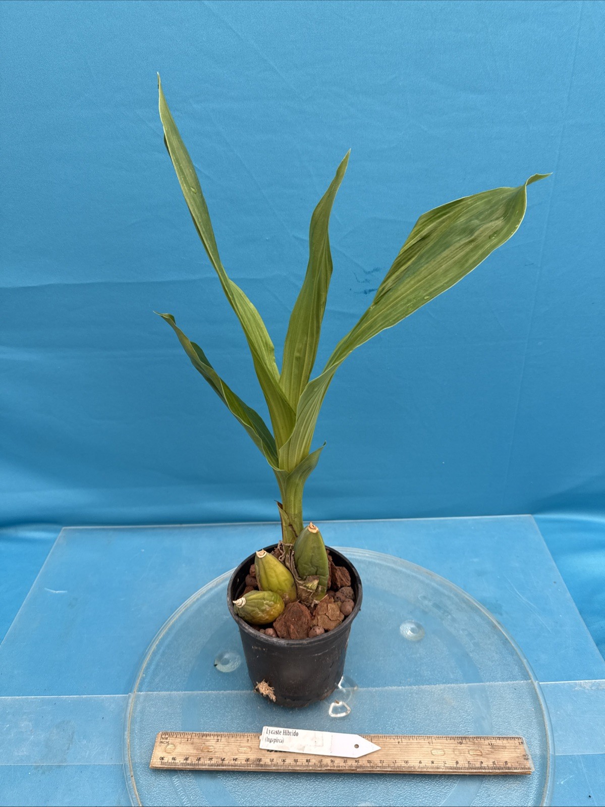 Lycaste Ingapirca Amber Red Gold Bloom Size Orchid Hybrid 4.5” Fresh RePot