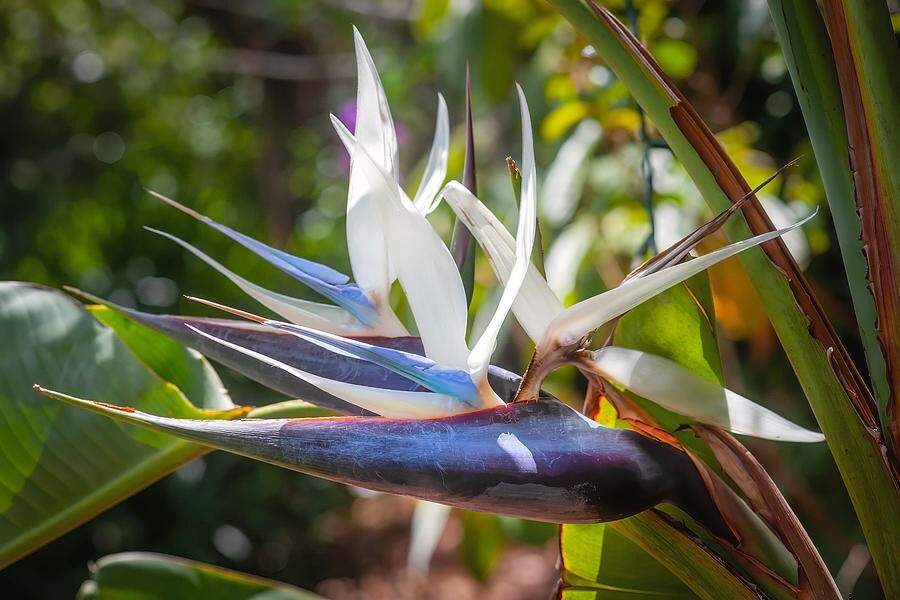 GIANT WHITE~Bird of Paradise~Strelitzia Nicholai~ROOTED PLANT~10-12 Inches Tall