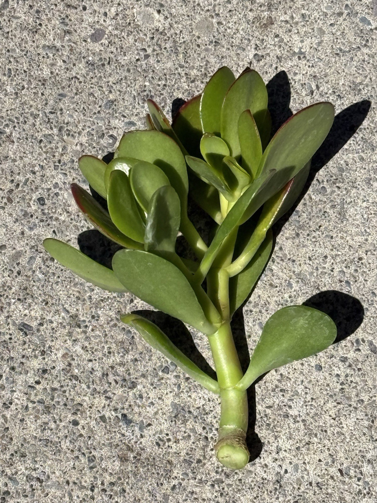Beginner’s Crassula Jade Cutting 4-5 In Long Best Price On eBay! FREE Ship!!!