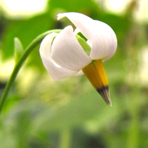 Walleria nutans Rare tropical “bulb” Zambia