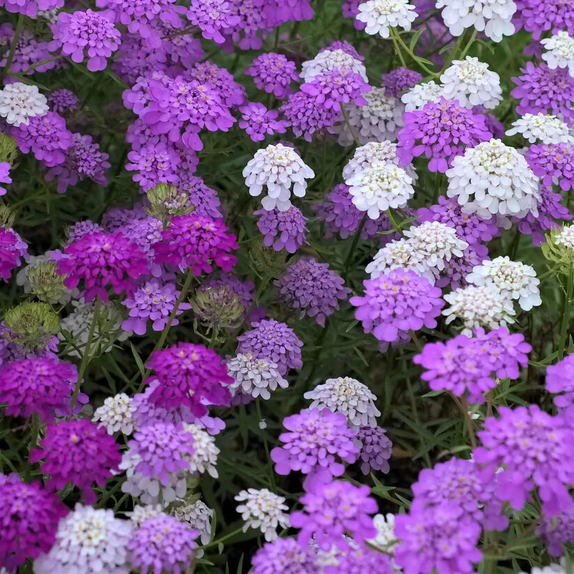 Fresh Candytuft Flower Seeds | Mixed Colors | Heirloom Non-GMO | Flower Seeds