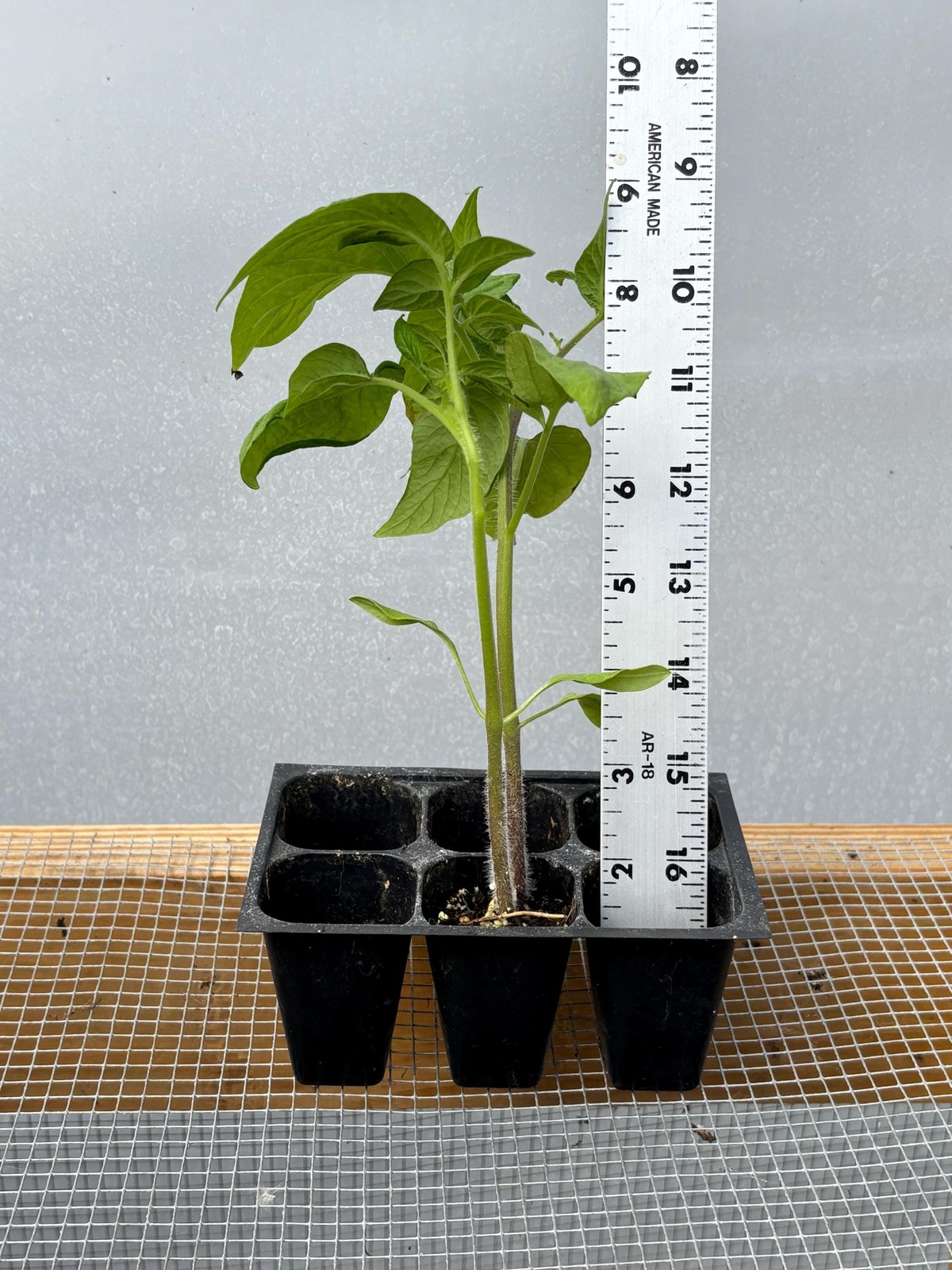 Tomato Live Plant – Seedlings/Plugs and Plants – 3″- 12″ tall – 30-60+ days old