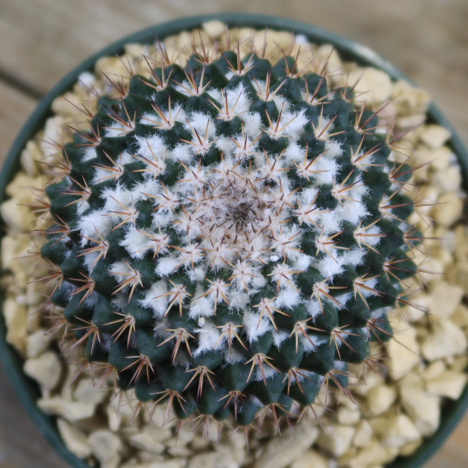 Mammillaria scrippsiana cactus Cacti Succulent real live plant