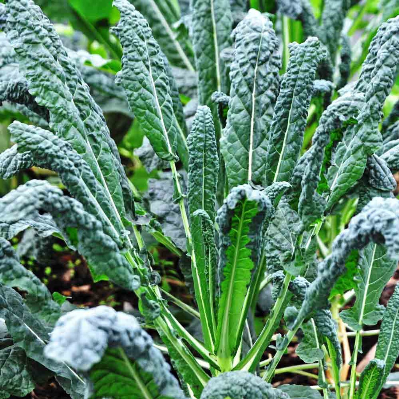 Lacinato Kale Seeds 500+ Black Tuscan Dinosaur Kale Vegetable NON-GMO USA