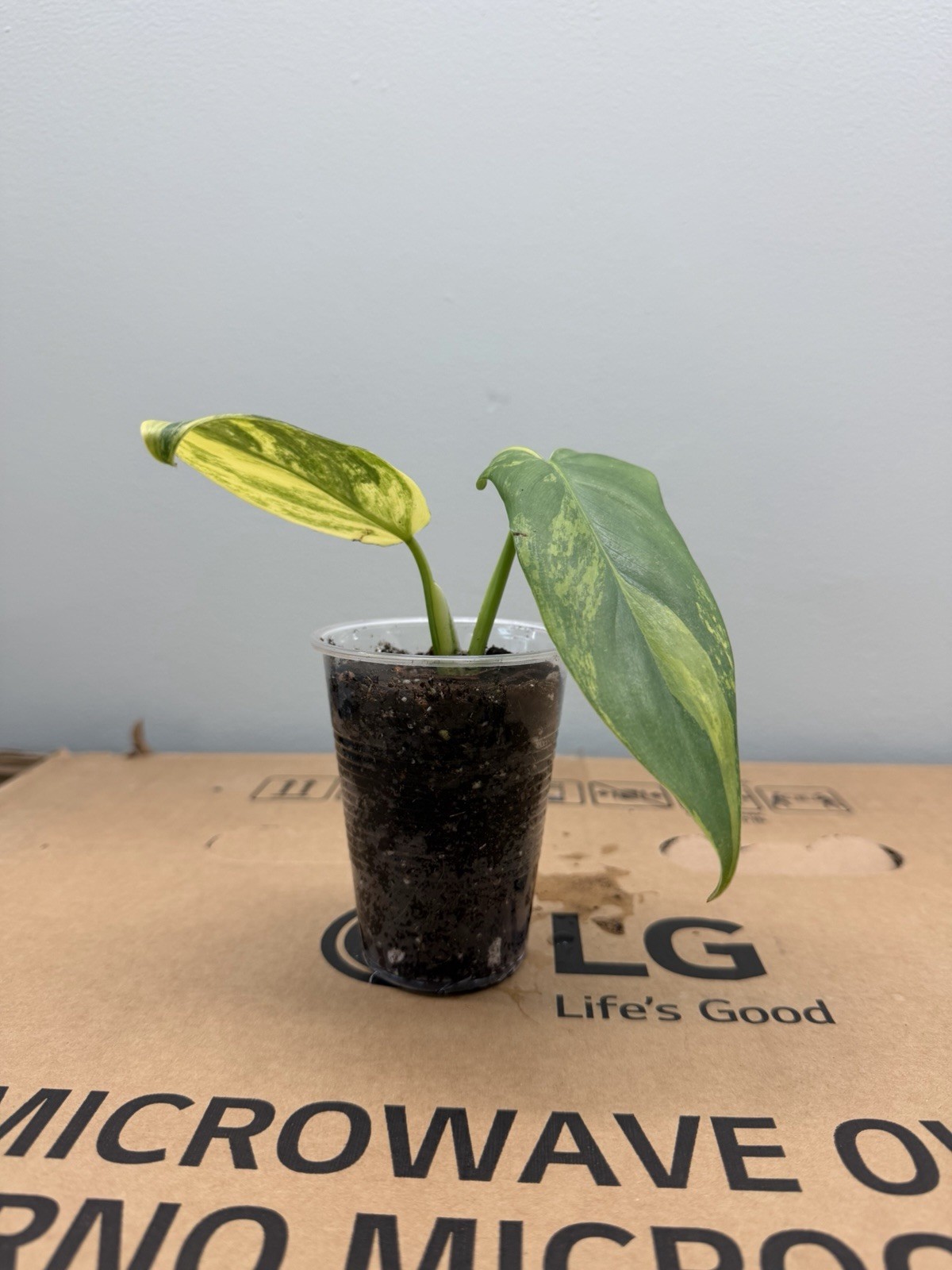 TROPICAL PLANTS / PHILODENDRON,SYNGONIUM / MONSTERA
