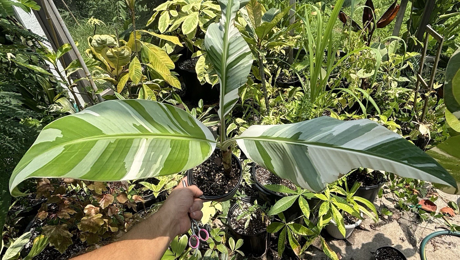 Rare Musa ‘Florida’ Variegated Banana Plant – Highly Variegated, Well-Rooted