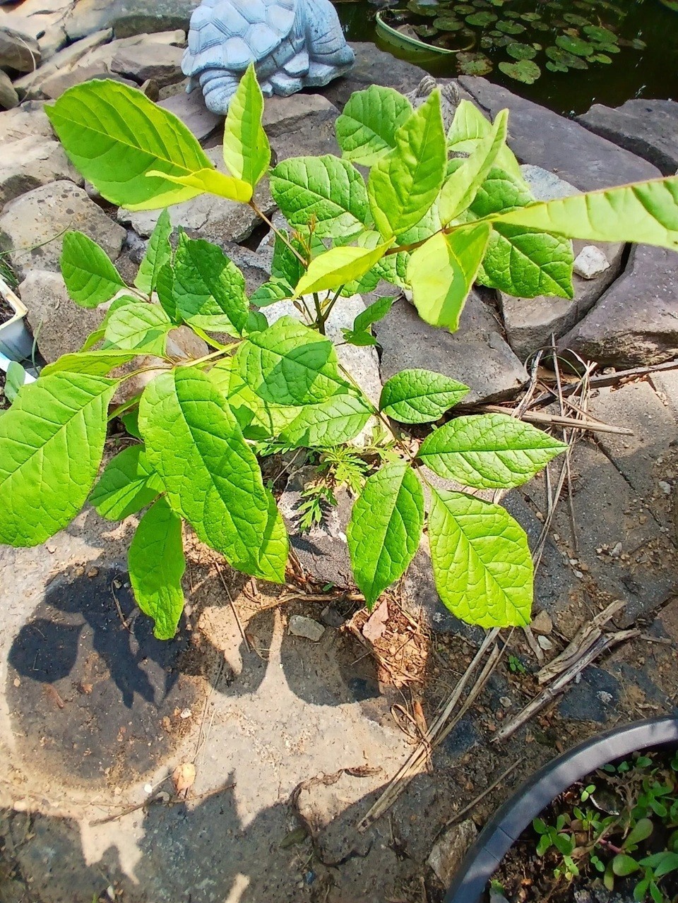 Live Ash Tree Well Rooted Plant 1-3 yo 8-40″+ Tall Native