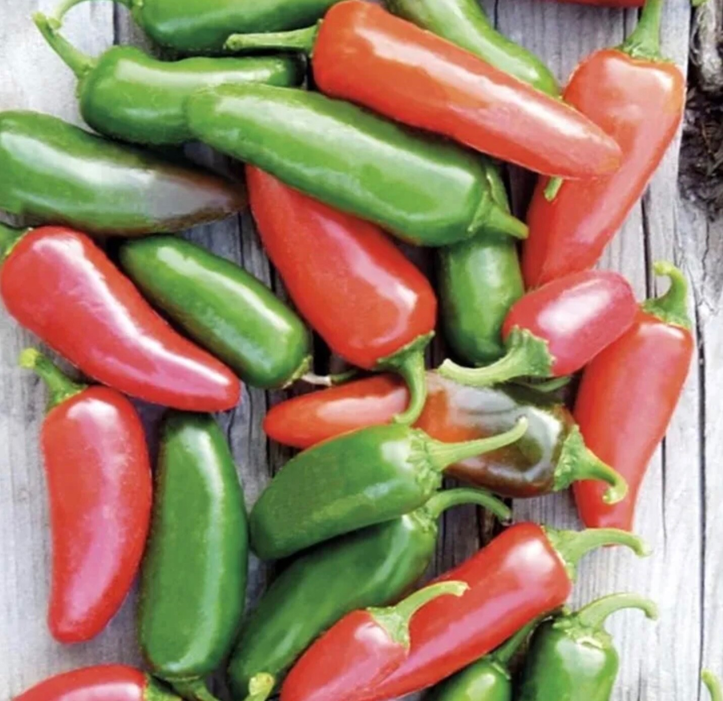 HOT Jalapeño Chile Pepper – 50 Fresh Seeds – Organic Non-GMO Heirloom Jalapeno