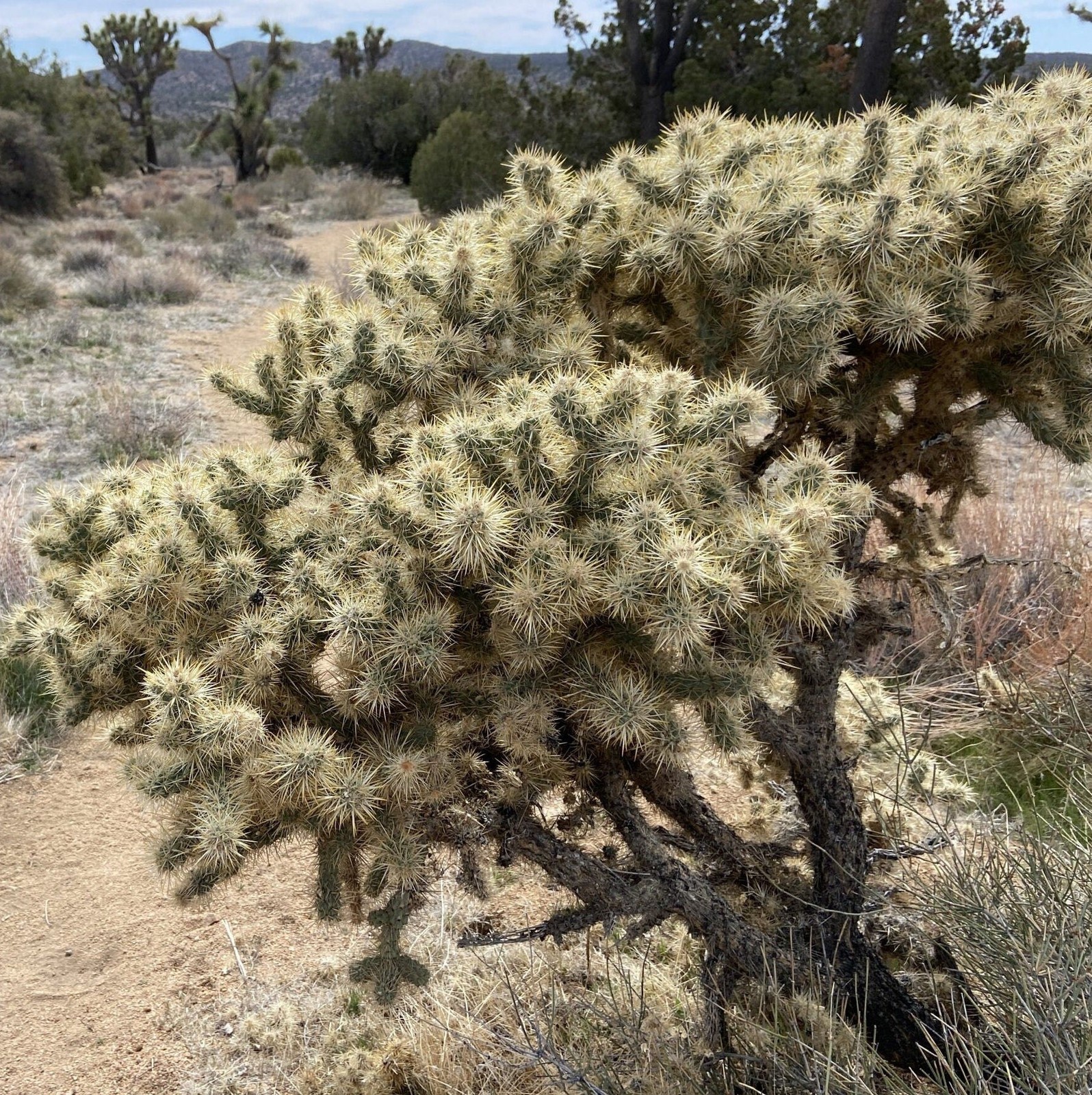 Cholla ‘Oregon Haze’ (Cylindropuntia echinocarpa) COLD HARDY