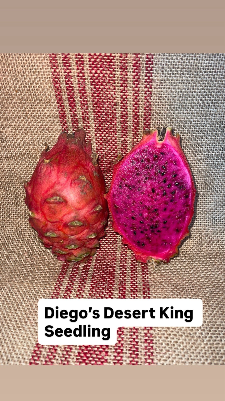 MEGALANTHUS Bundle, Diego’s DK, Desert weed, Frankie’s Red, Ohana Express, DK!!!