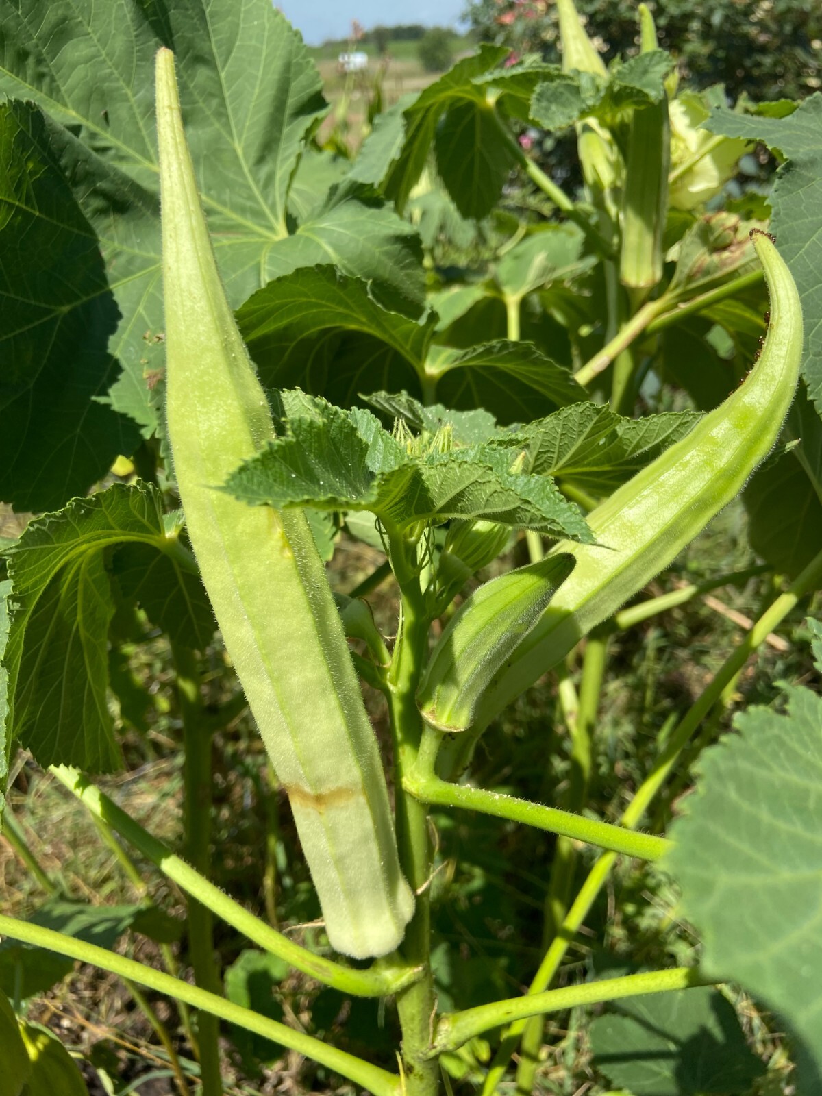 TEXAS LONGHORN OKRA – COW HORN – 25 Fresh Seeds – FREE Shipping