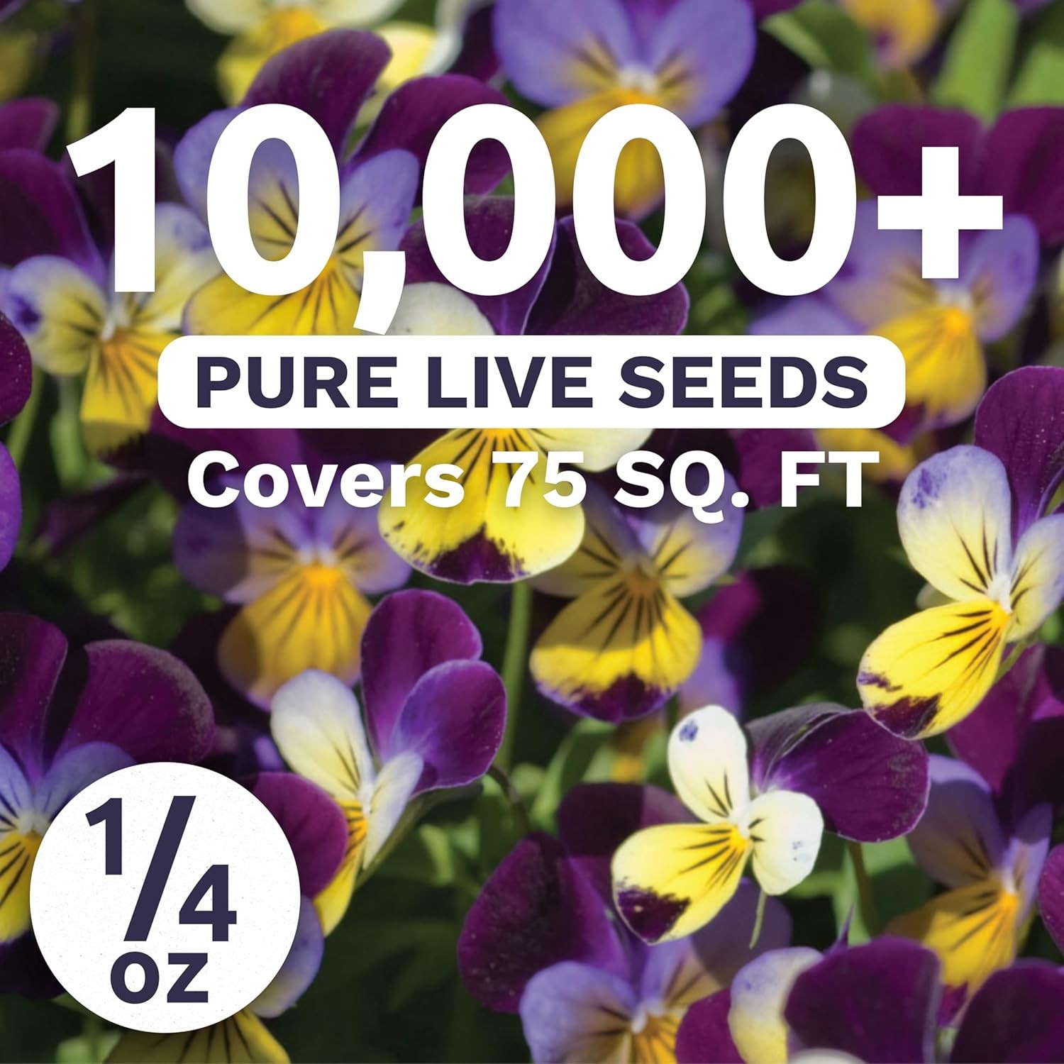Viola – Johnny Jump-Up – Large 1/4 Ounce 0.25 Pouch (10,000 Seeds)