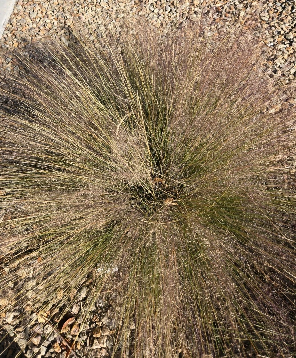 Muhlenbergia capillaris PINK MUHLY GRASS Seeds! 50 Seeds