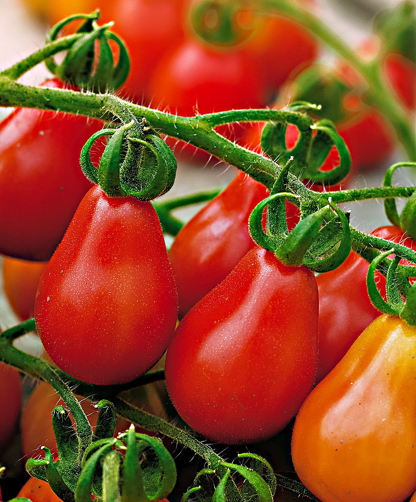 Red Pear Tomato, NON-GMO, Rare Heirloom, Delicious, Salad, Fig, FREE SHIPPING